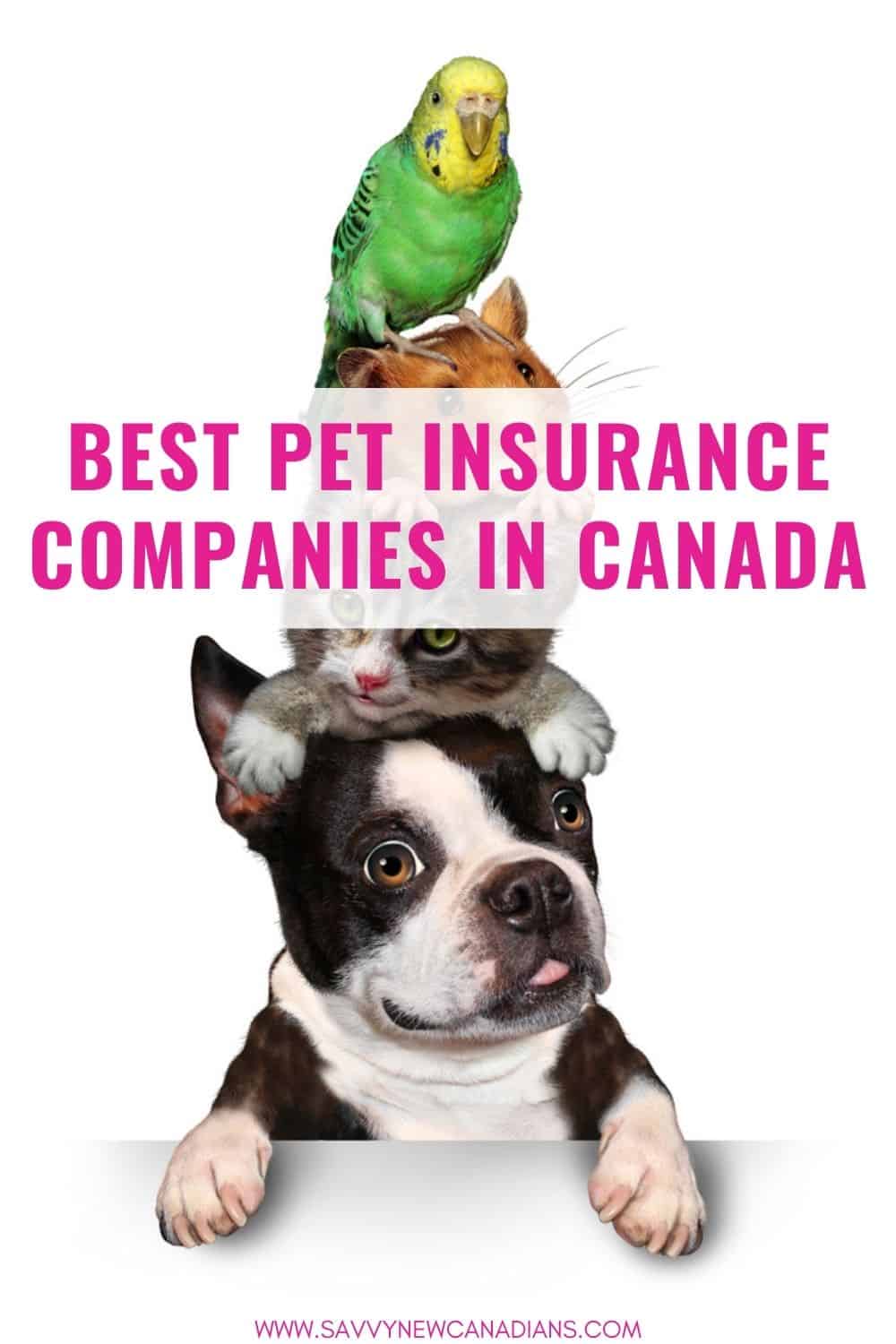 The Best Pet Insurance in Canada for 2024 Savvy New Canadians